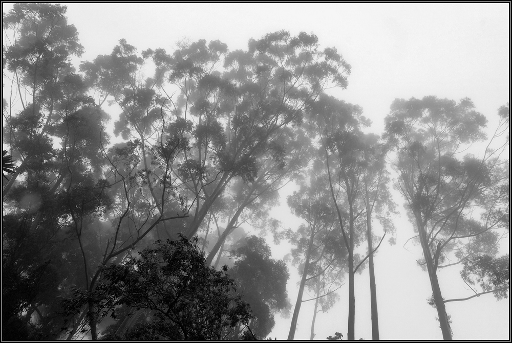 Bäume im Nebel...