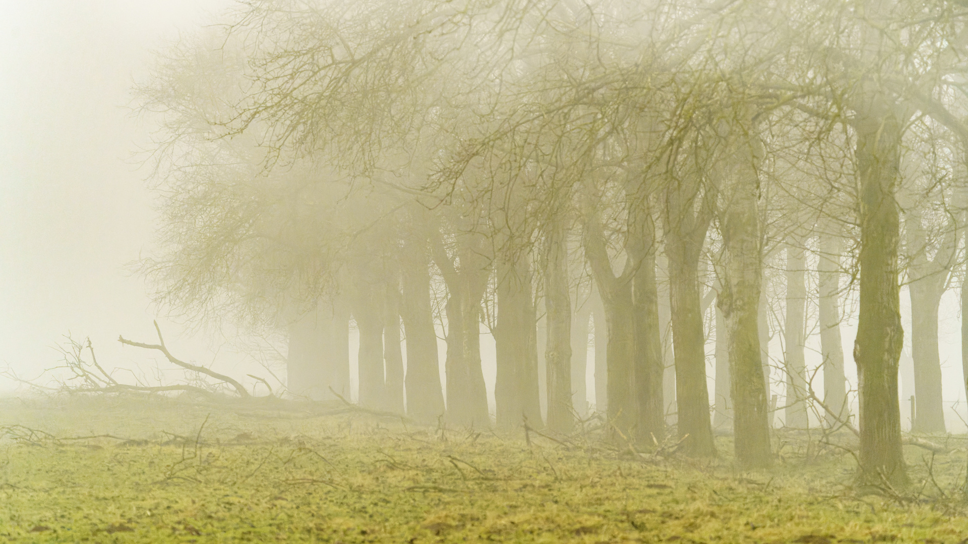 Bäume im Nebel 02, Bislicher Insel, 2022.01.15.