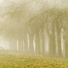 Bäume im Nebel 02, Bislicher Insel, 2022.01.15.