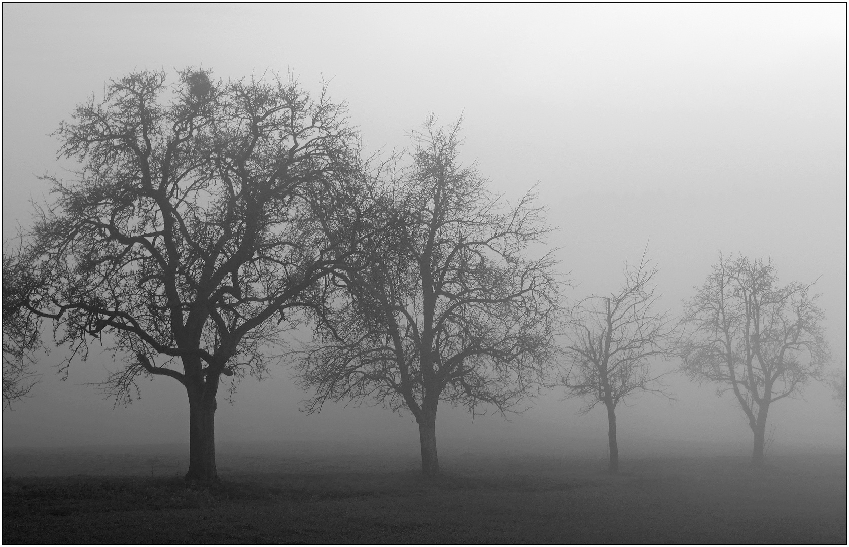 Bäume im Nebel