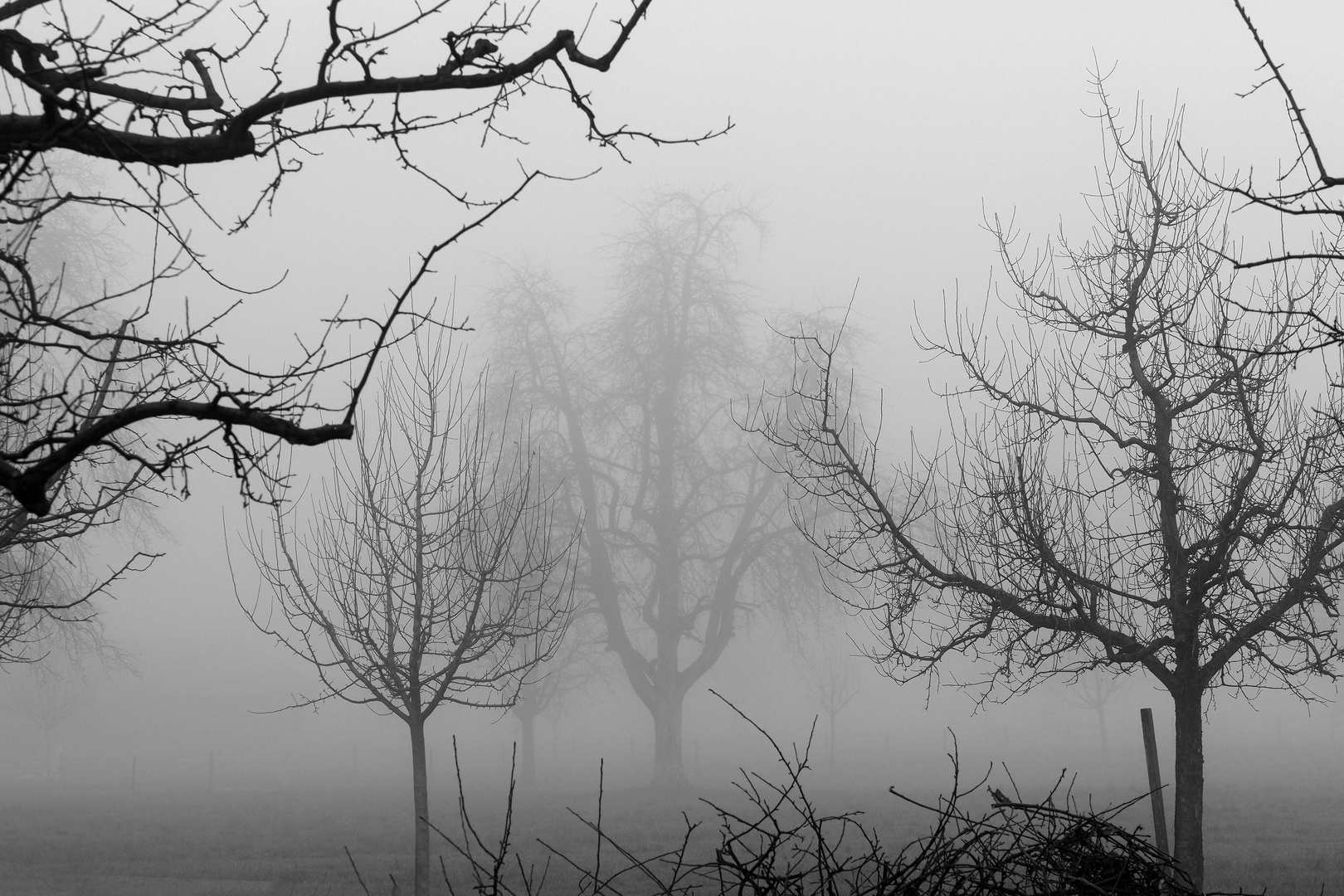 BÄUME IM NEBEL