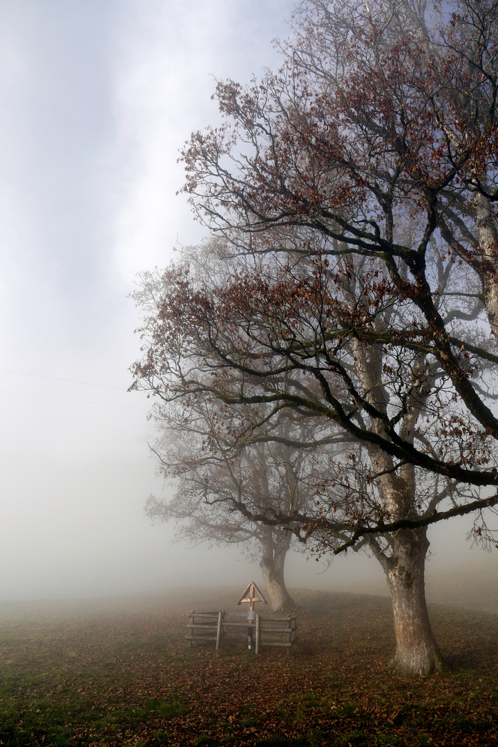 Bäume im Nebel