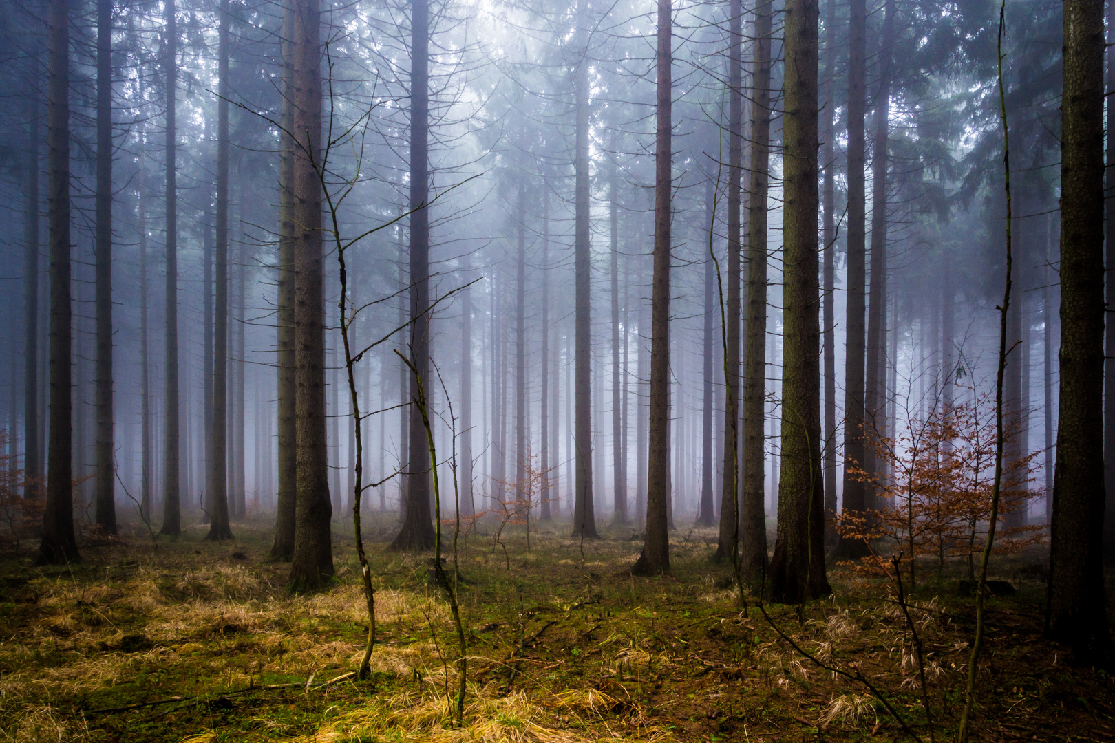 Bäume im Nebel