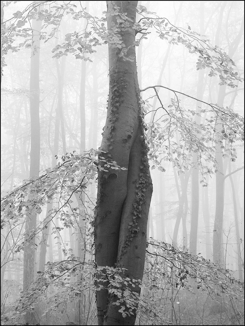 Bäume im Nebel 