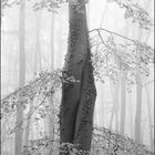 Bäume im Nebel 