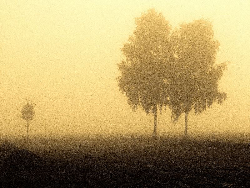 Bäume im Nebel