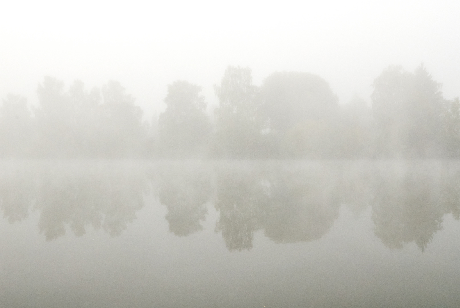 Bäume im Nebel