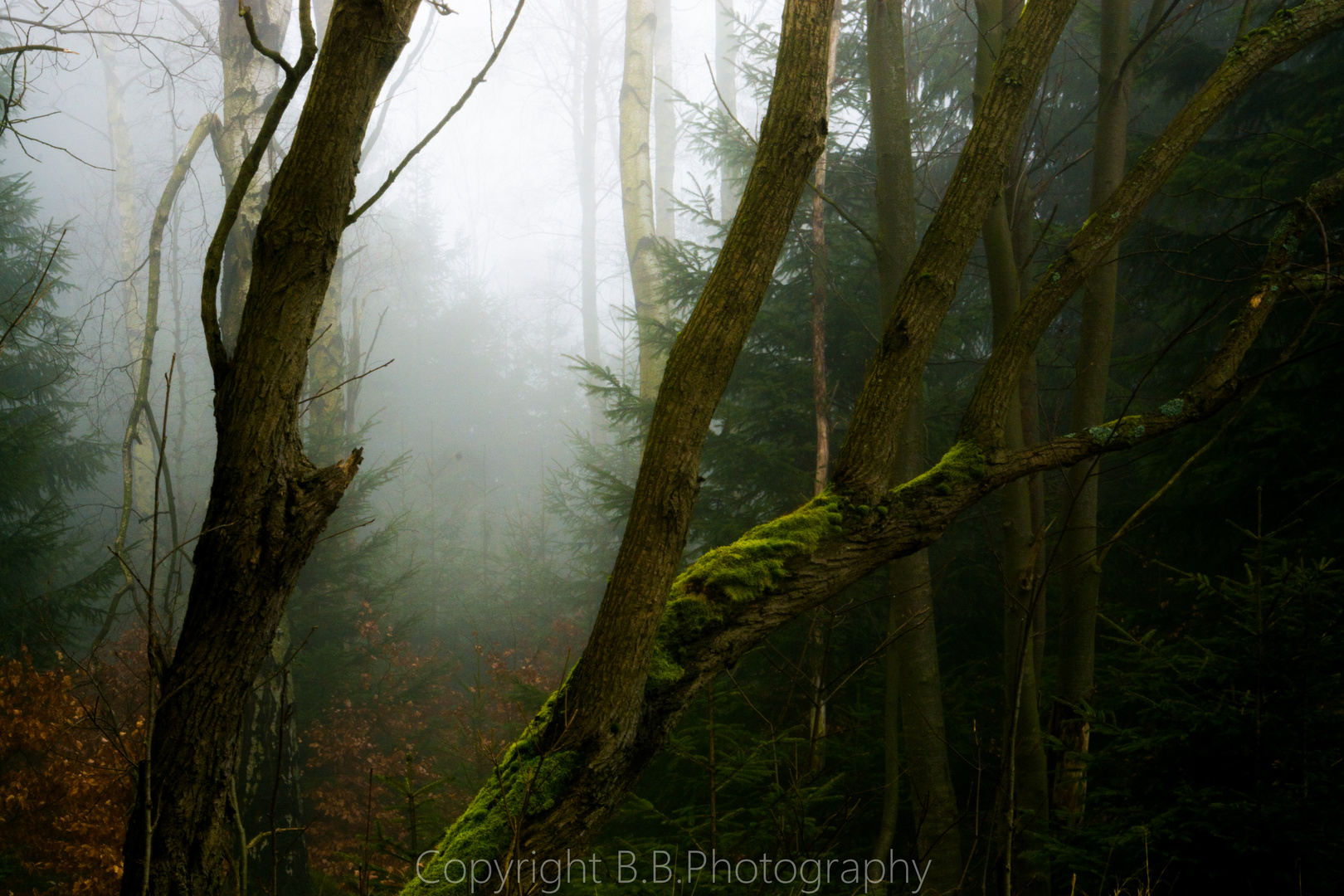 Bäume im Nebel 2