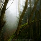 Bäume im Nebel 2