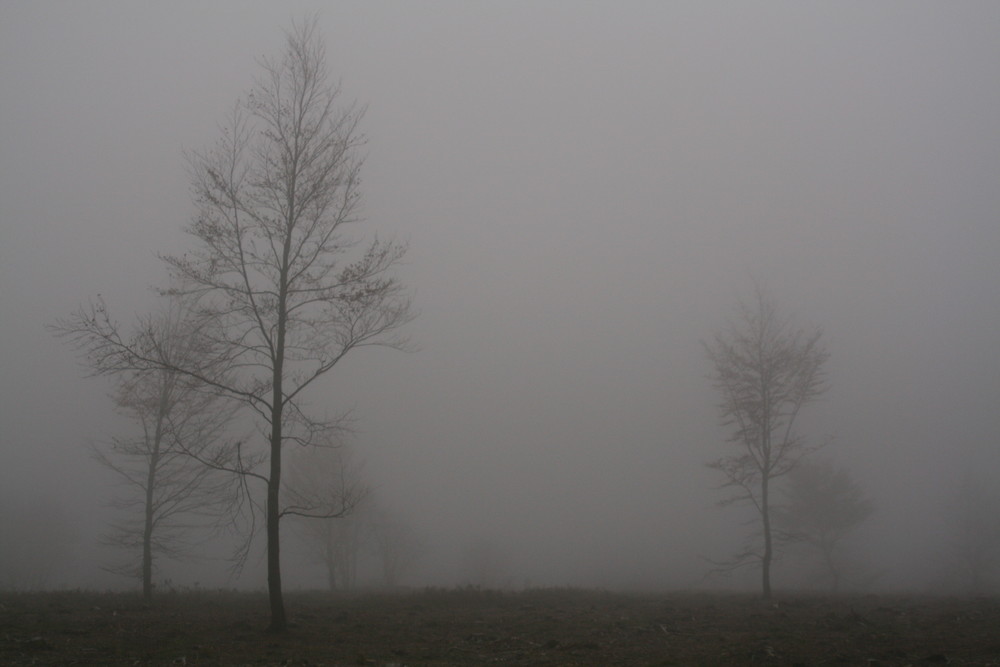 Bäume im Nebel