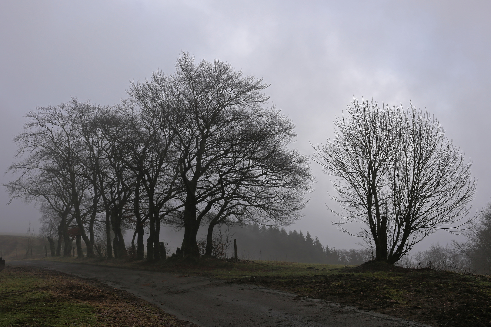 Bäume im Nebel (2018_01_27_EOS 6D_8081_ji_ji)