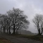 Bäume im Nebel (2018_01_27_EOS 6D_8081_ji_ji)