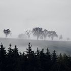 Bäume im Nebel 2020-4616