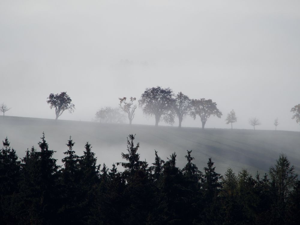 Bäume im Nebel 2020-4616