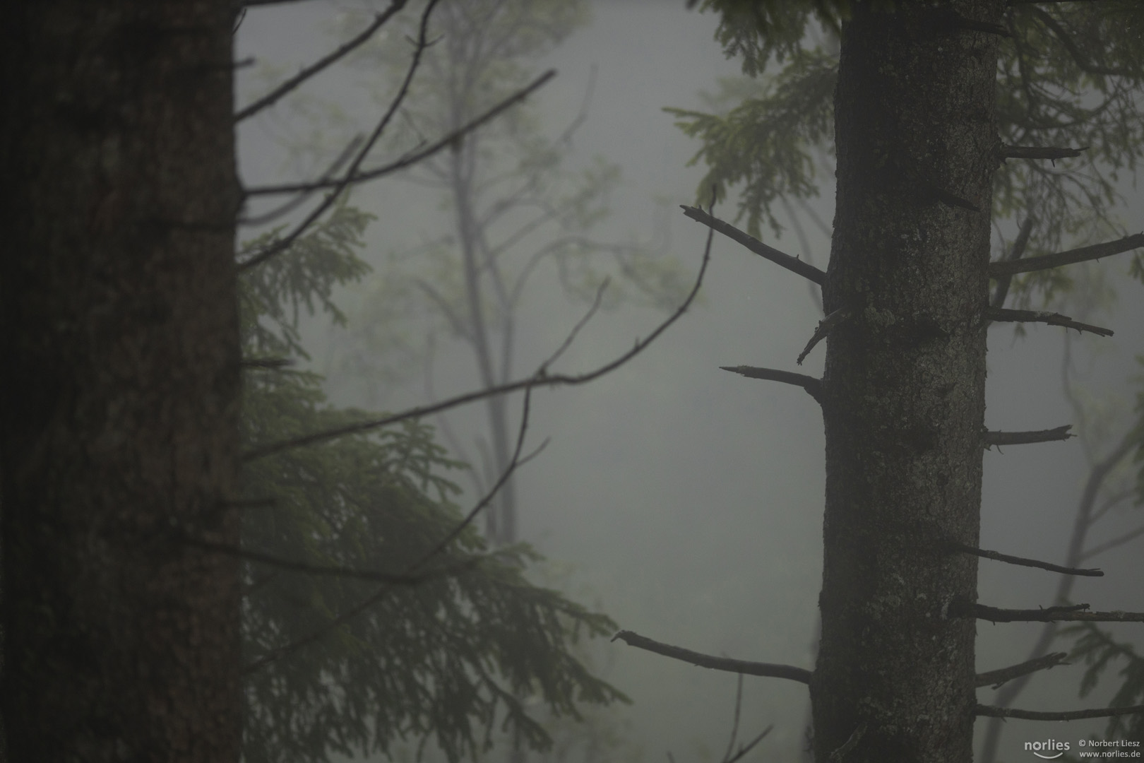 Bäume im Nebel