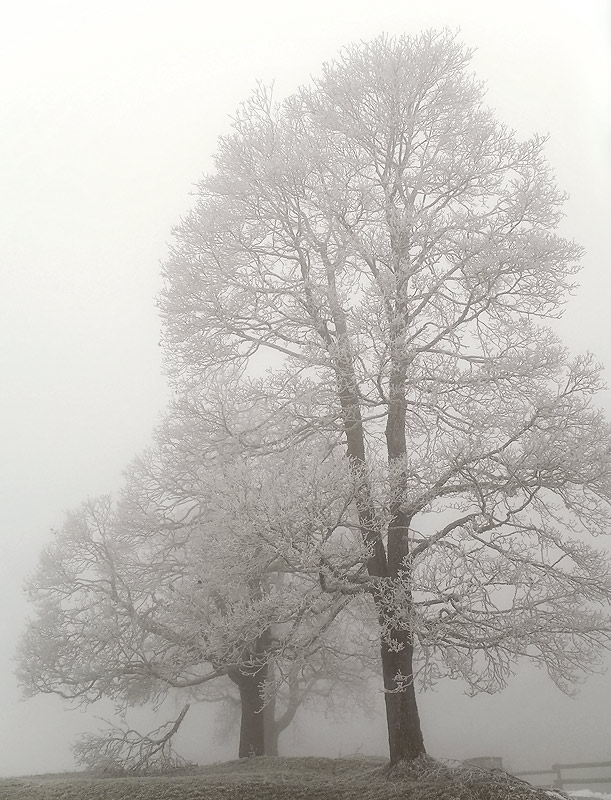 Bäume im Nebel