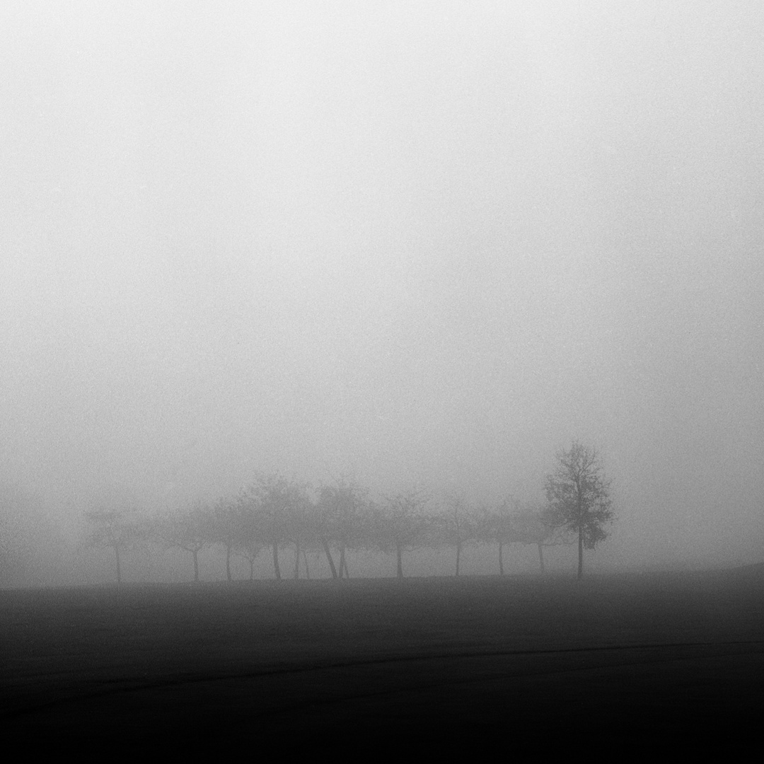 Bäume im Nebel