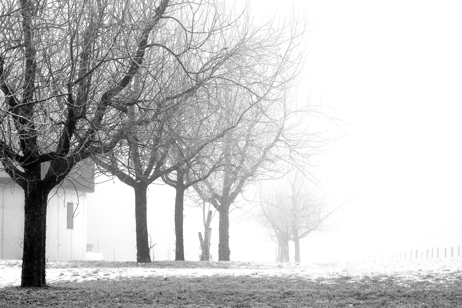 bäume im nebel