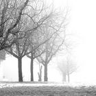 bäume im nebel