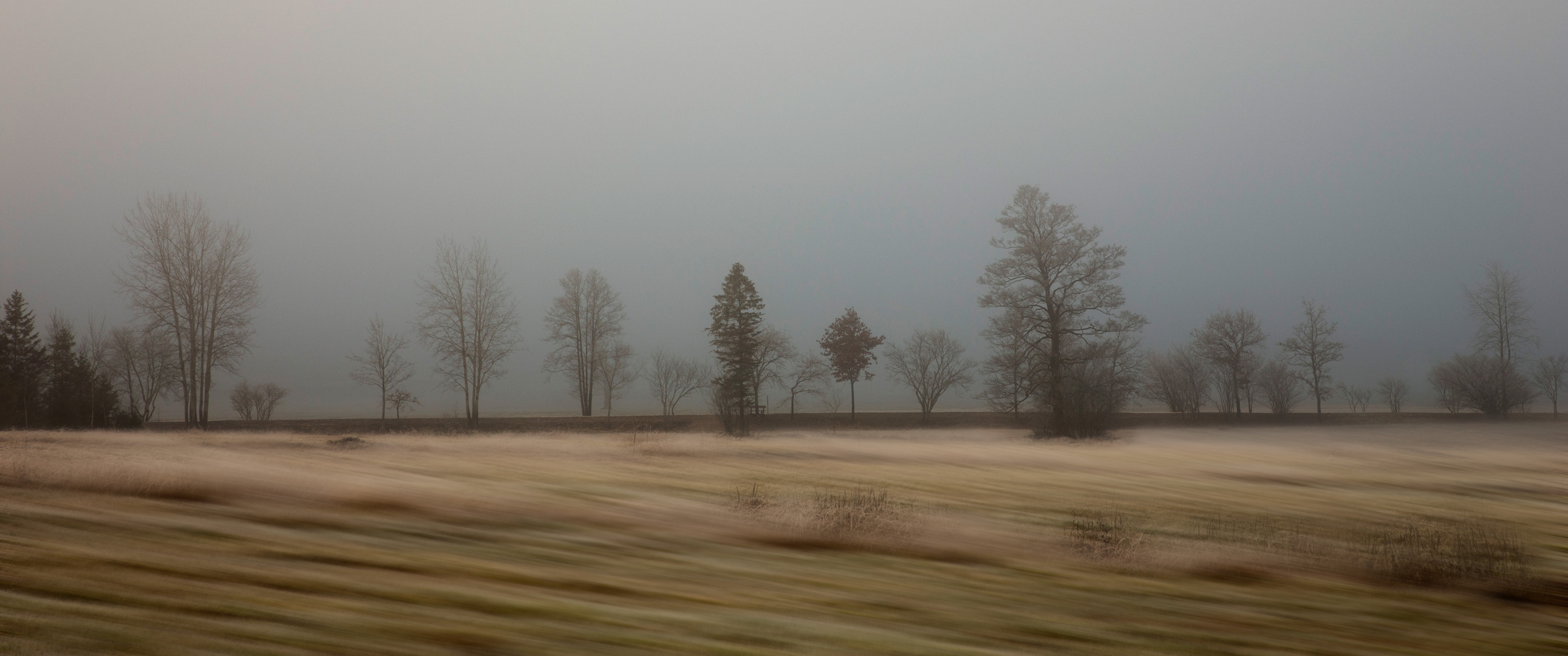 Bäume im Nebel