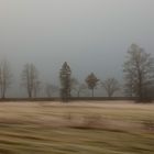 Bäume im Nebel