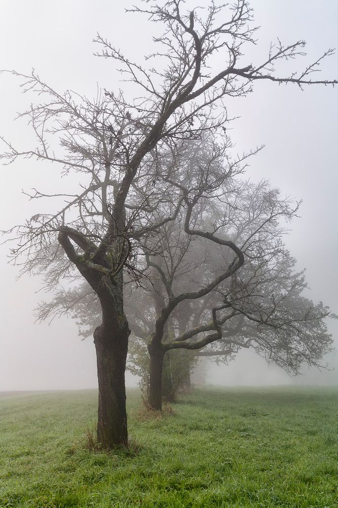 Bäume im Nebel