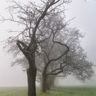 Bäume im Nebel