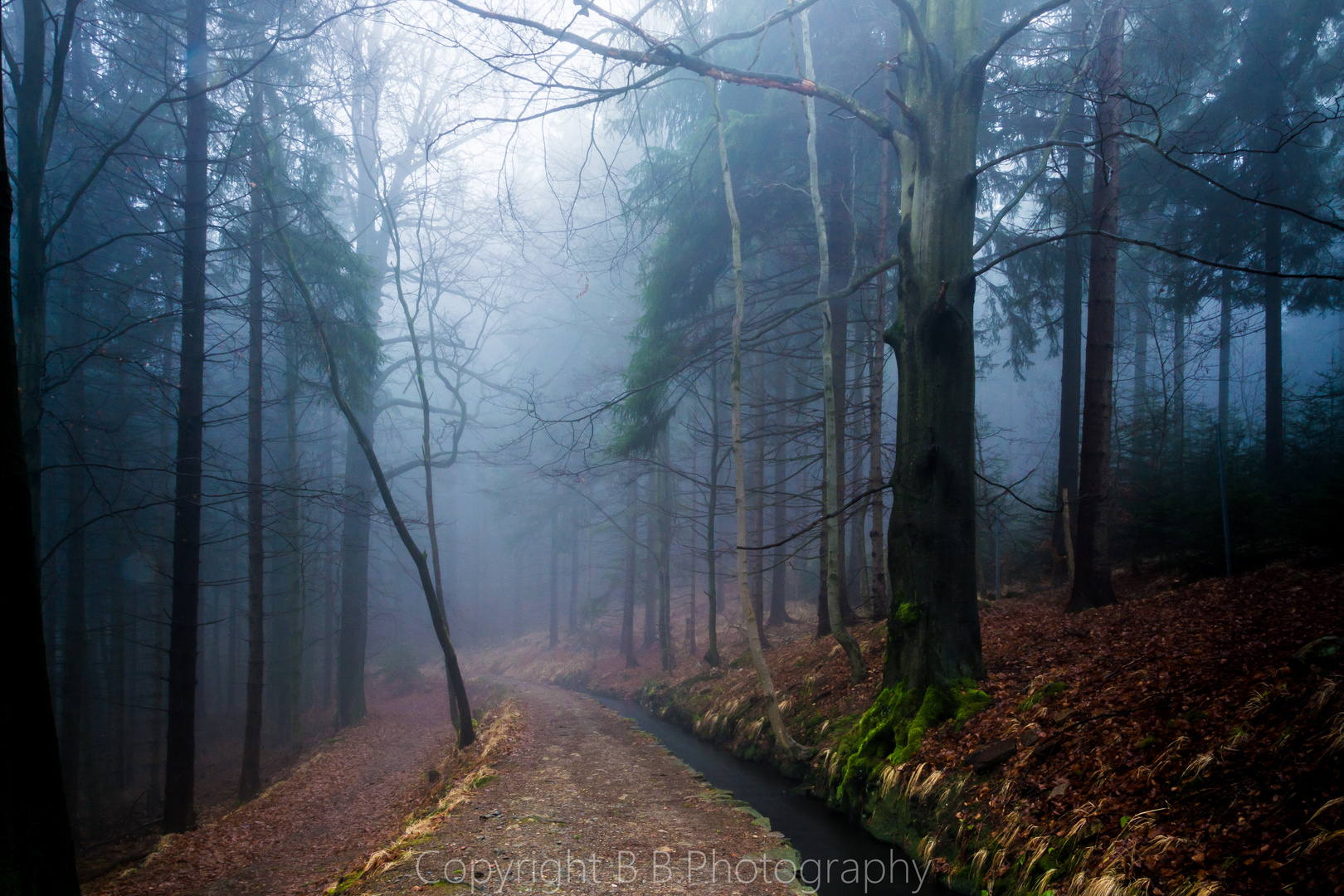 Bäume im Nebel 3