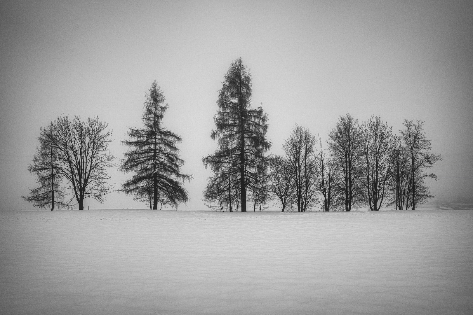 Bäume im Nebel