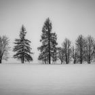 Bäume im Nebel