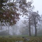 Bäume im Nebel