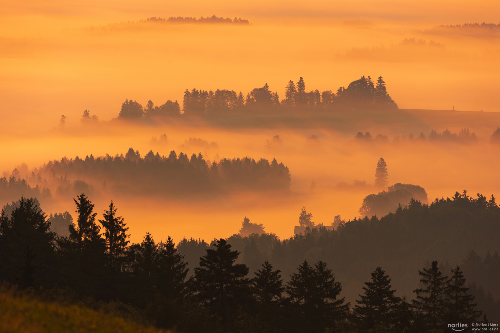 Bäume im Nebel