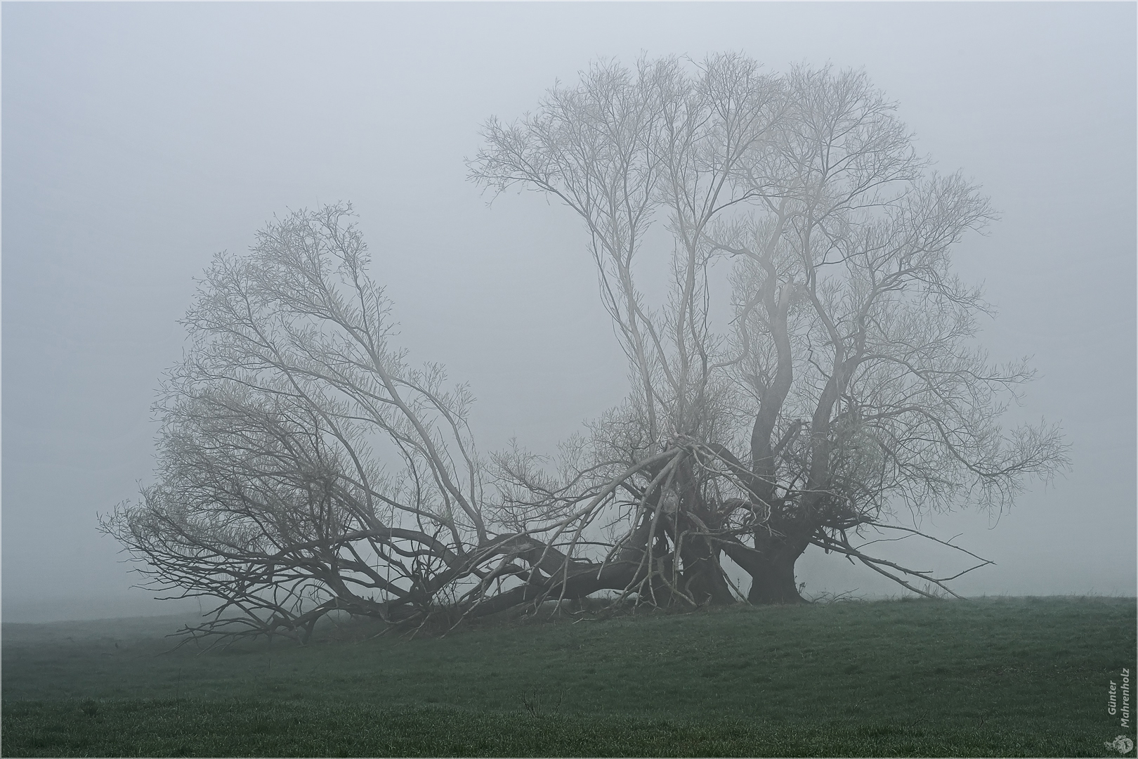 Bäume im Nebel