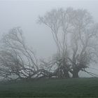 Bäume im Nebel