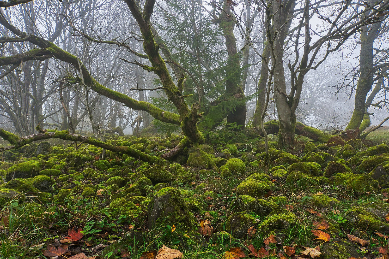 Bäume im Nebel