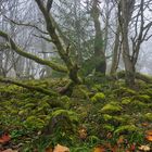 Bäume im Nebel