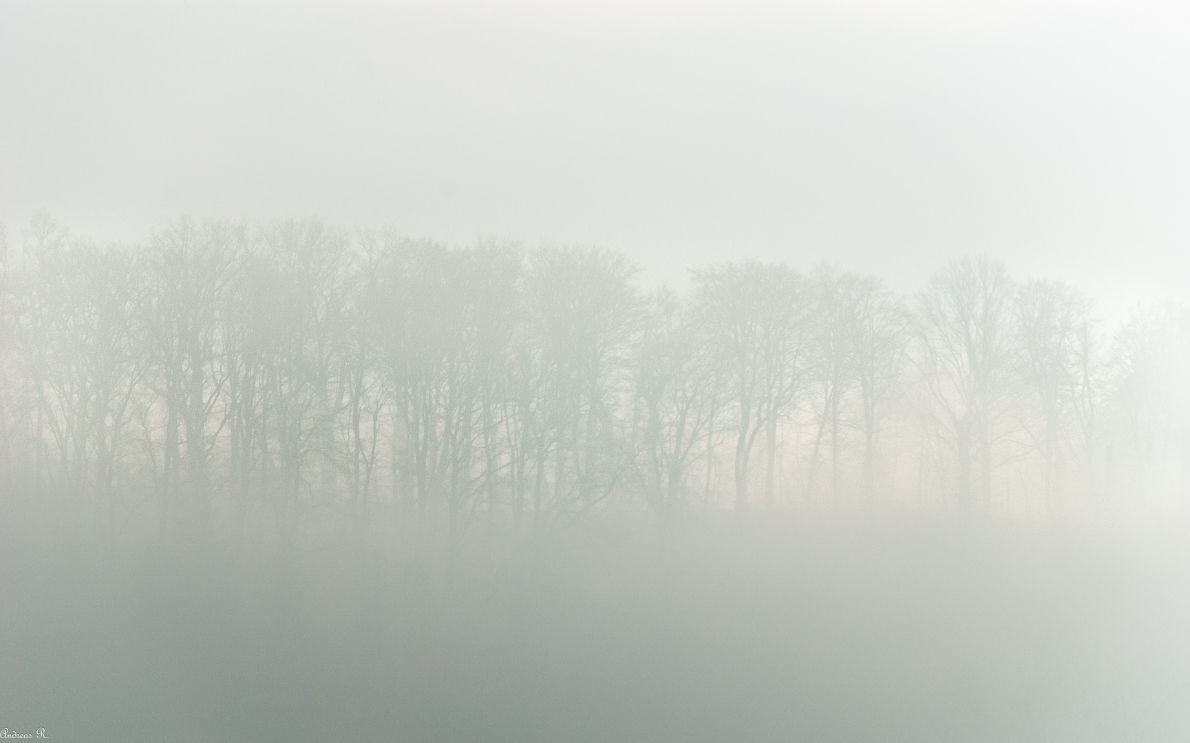 Bäume im Nebel