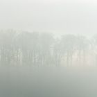 Bäume im Nebel