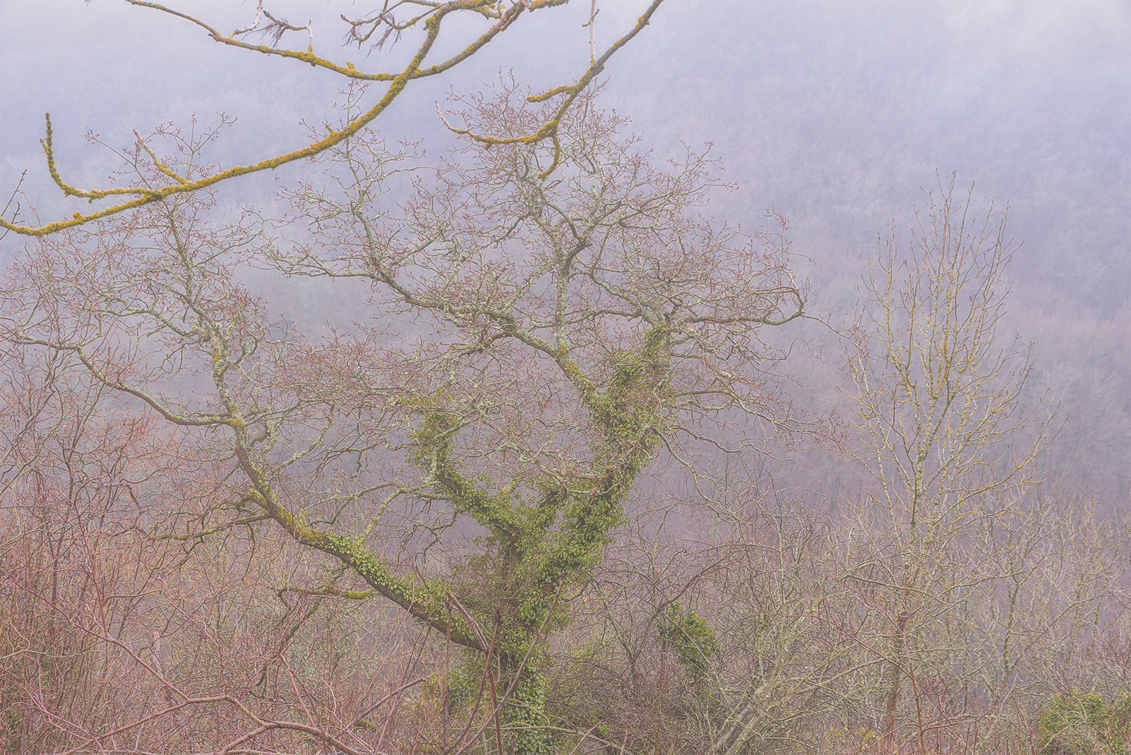 Bäume im Nebel 