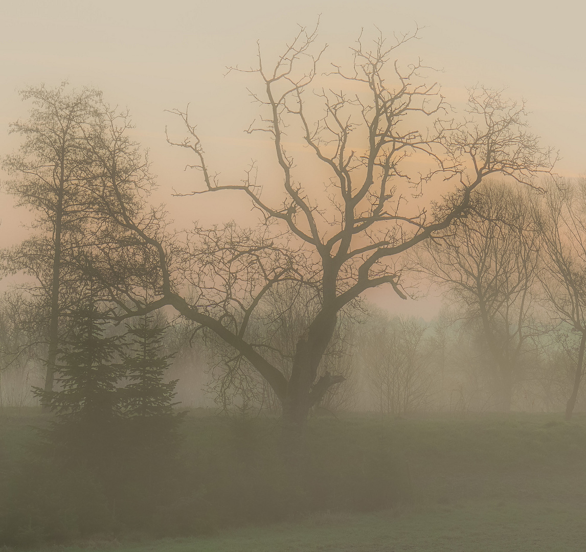 Bäume im Nebel