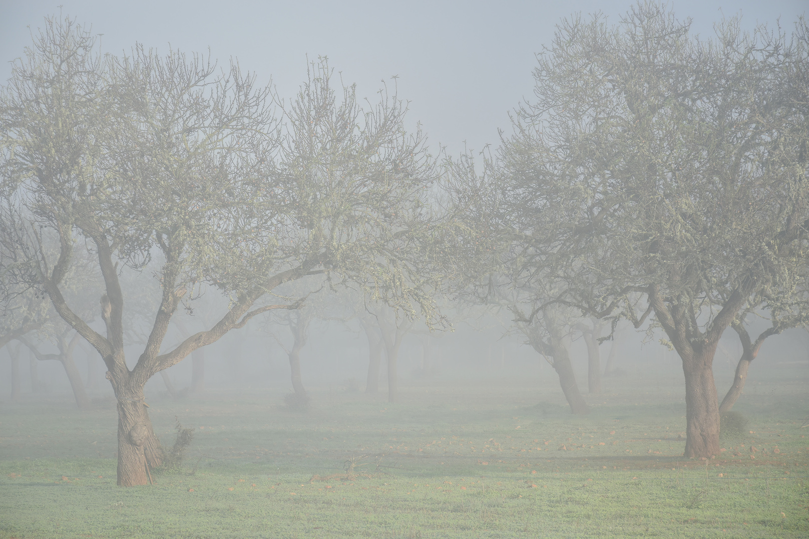 Bäume im Nebel