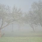 Bäume im Nebel