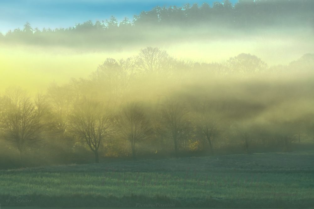 "Bäume im Nebel"