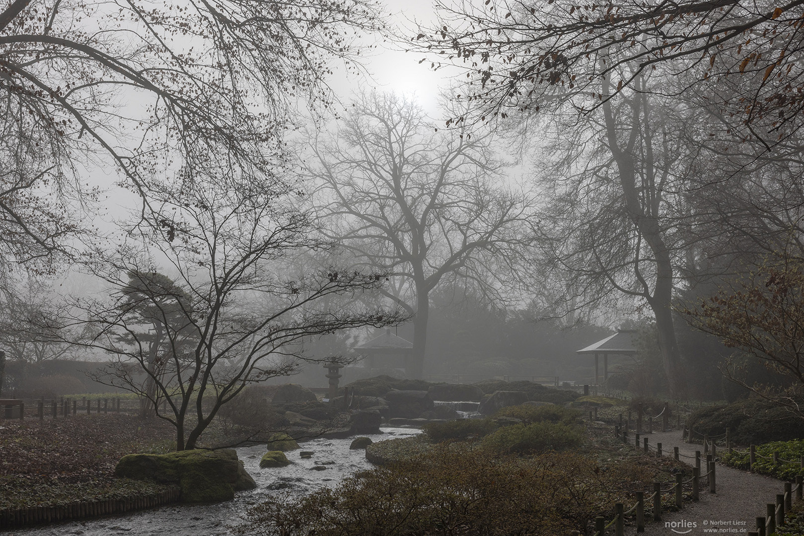 Bäume im Nebel