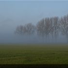 Bäume im Nebel