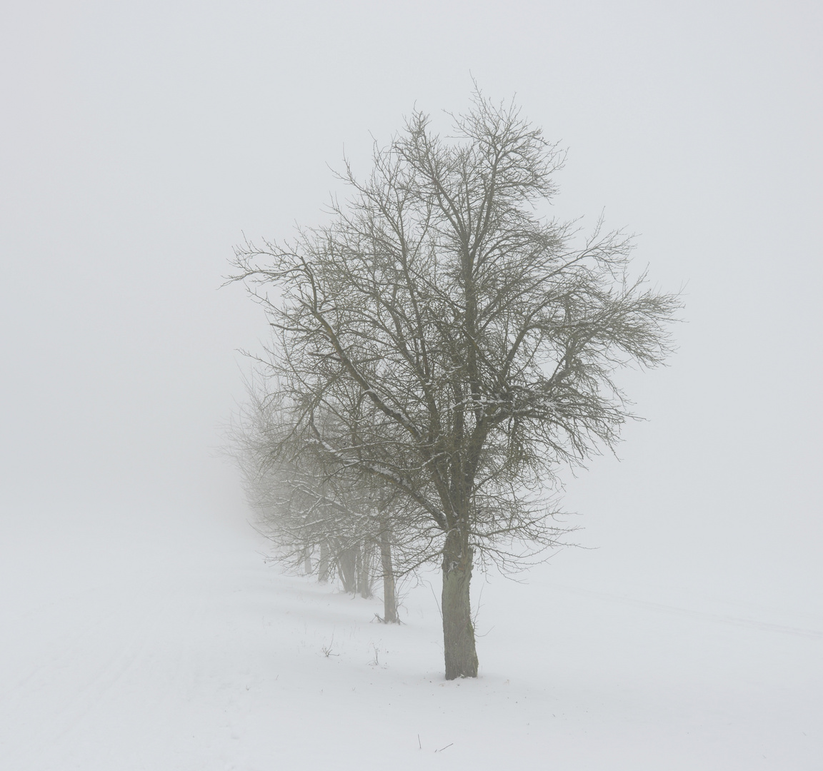 Bäume im Nebel.