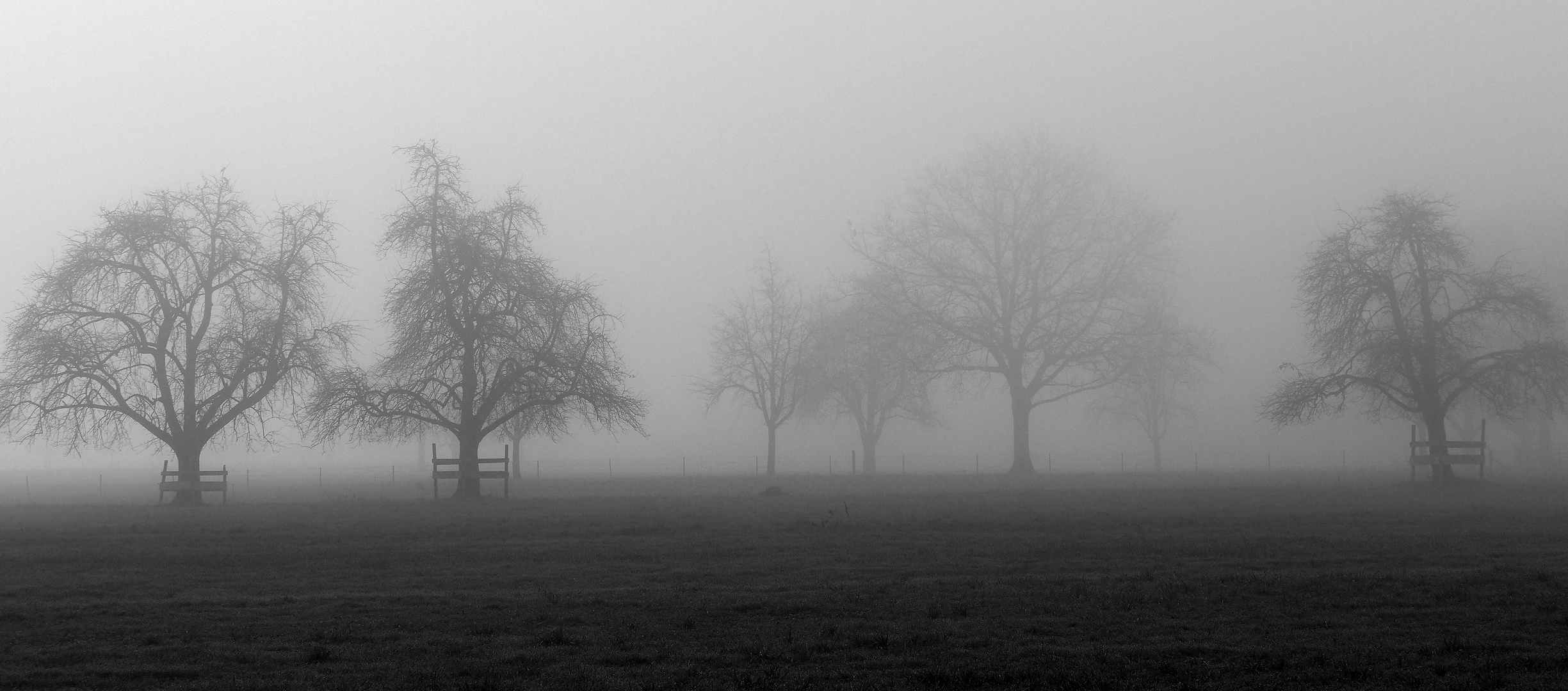 BÄUME IM NEBEL