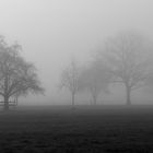 BÄUME IM NEBEL