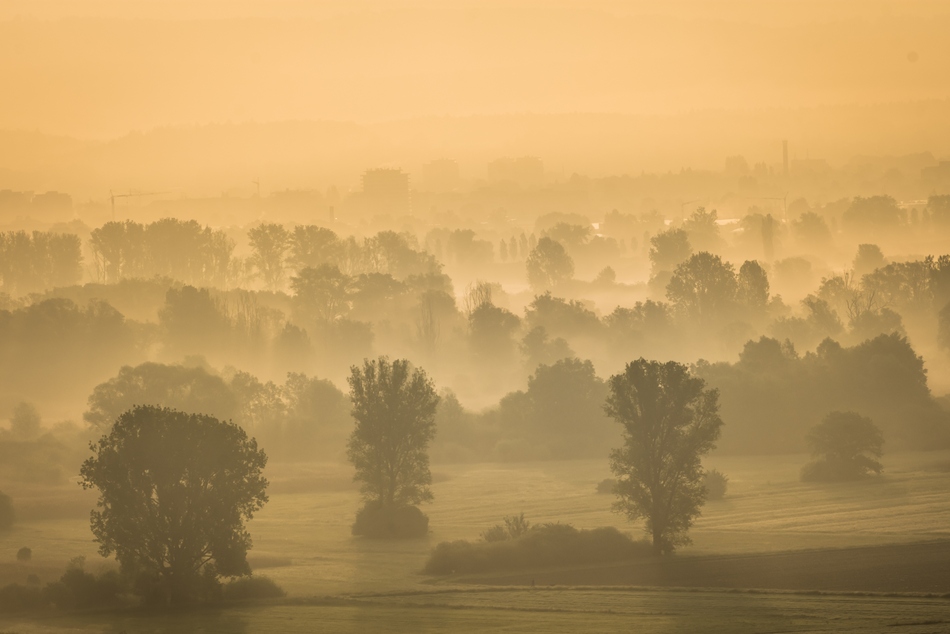 Bäume im Nebel