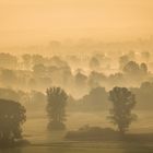 Bäume im Nebel